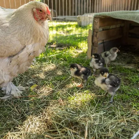 Falkenhalde 別荘 *