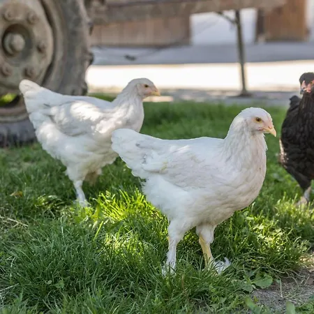 Falkenhalde 別荘 *